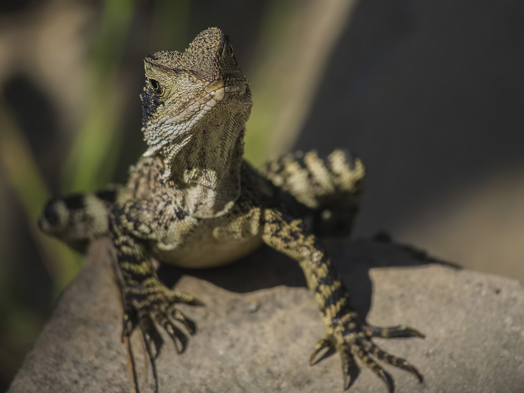 agama, jaszczurka, dragon, Australia