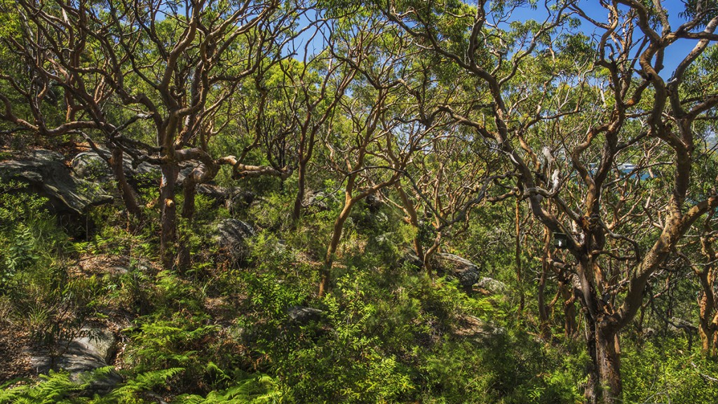 eukaliptusy, busz, Australia