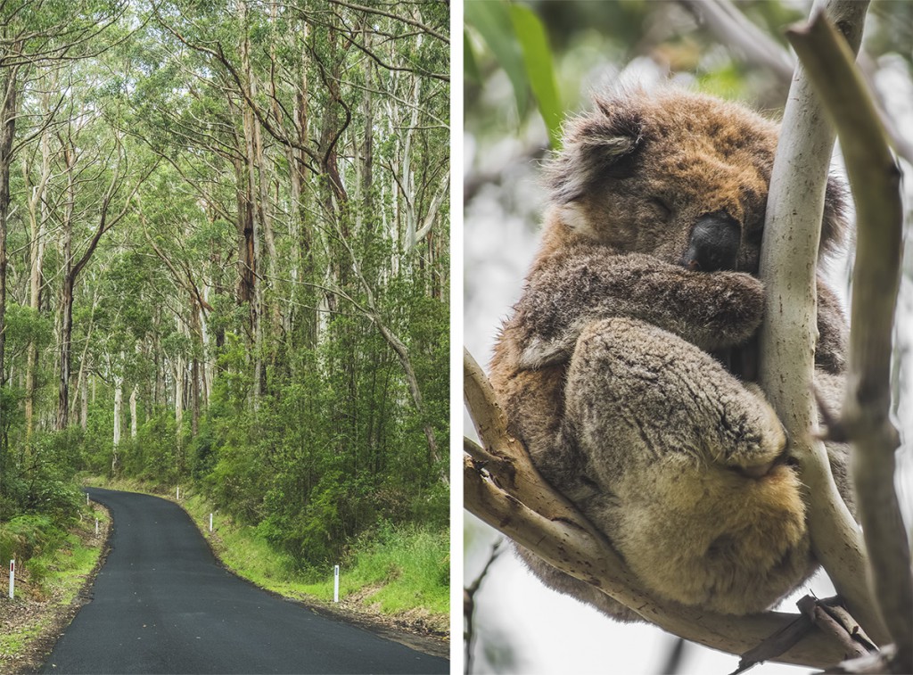 Cape Otway, koale, Australia, Great Ocean Road