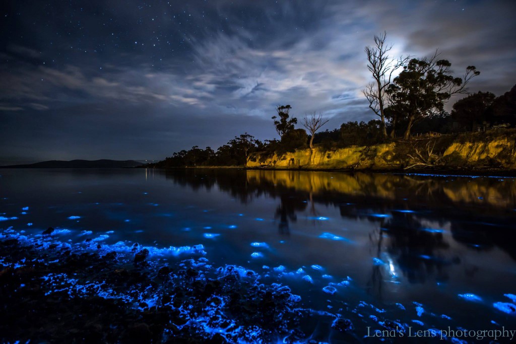 Tasmania przyroda