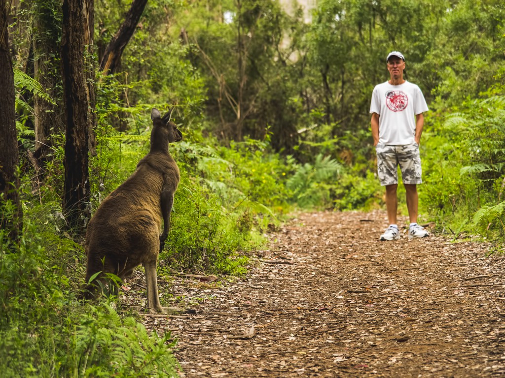 australijskie zwierzęta - kangur