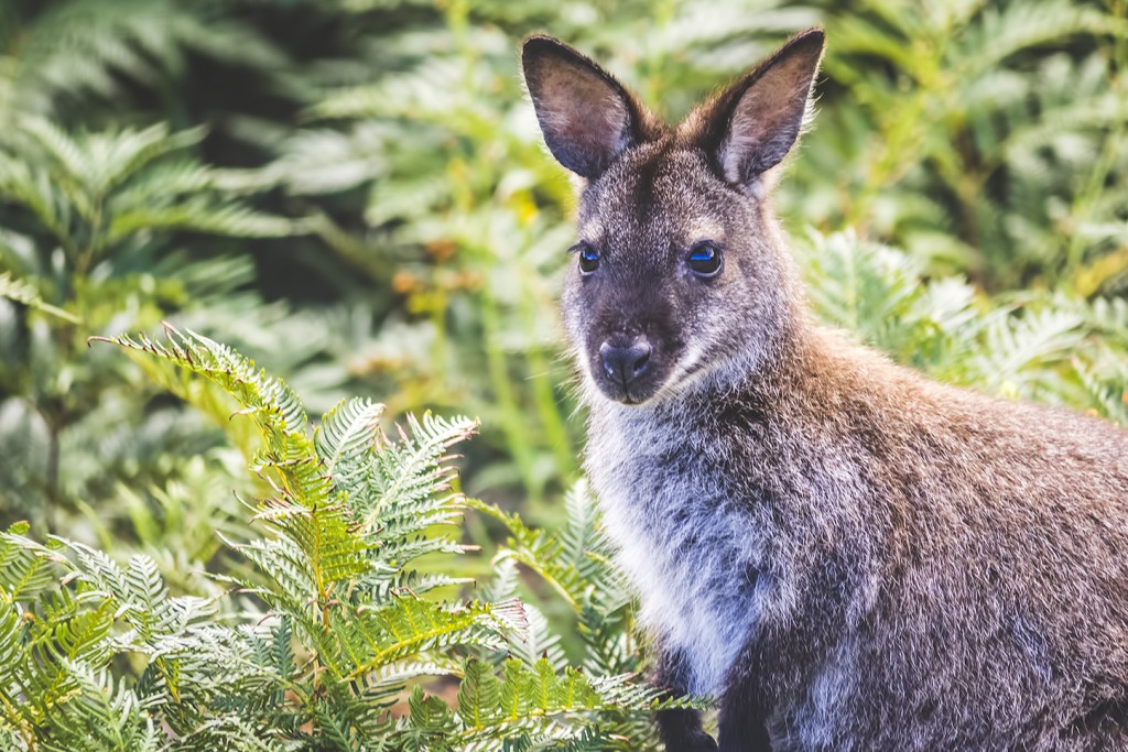 Walabia, Południowa Tasmania