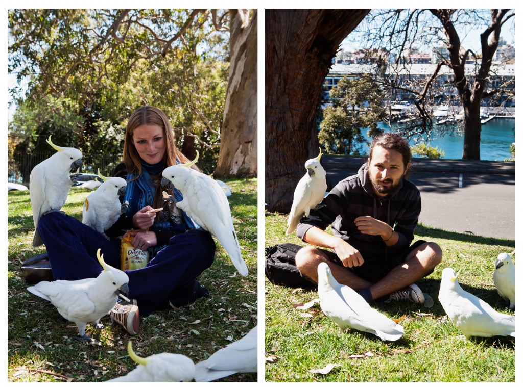 kakadu Sydney przedeptane Australia