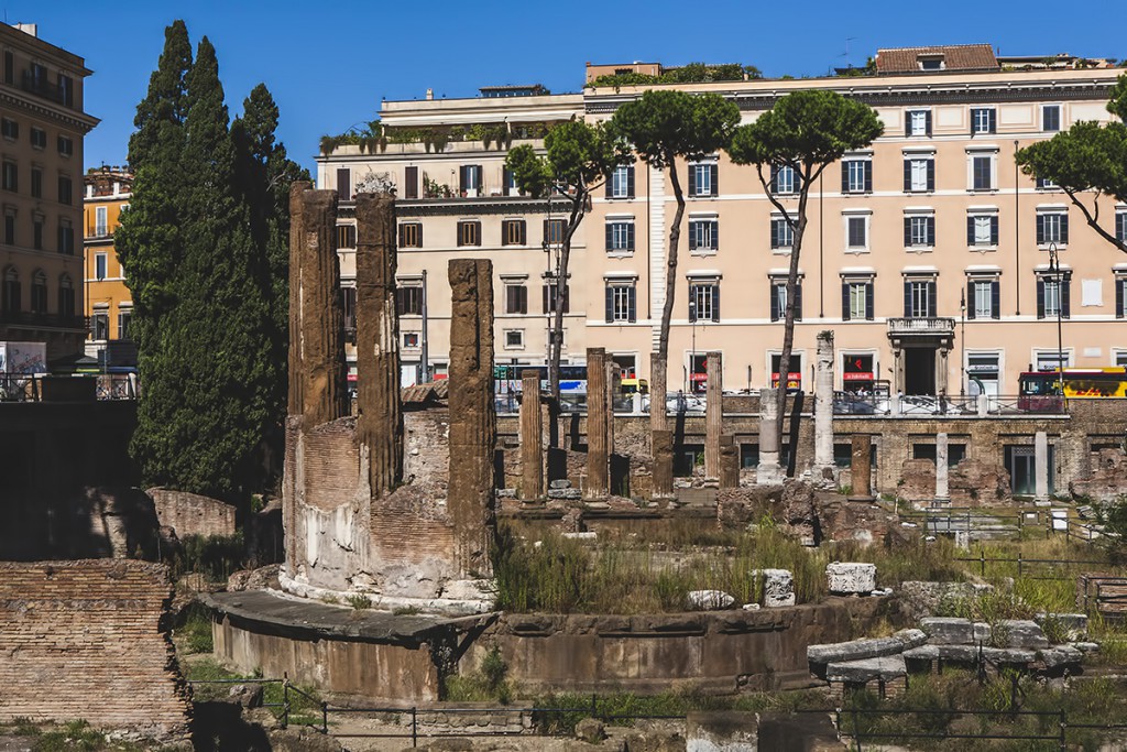 Largo di Torre Argentina, Rzym, koty