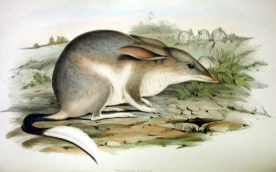 Macrotis lagotis Wielkouch króliczy bilby