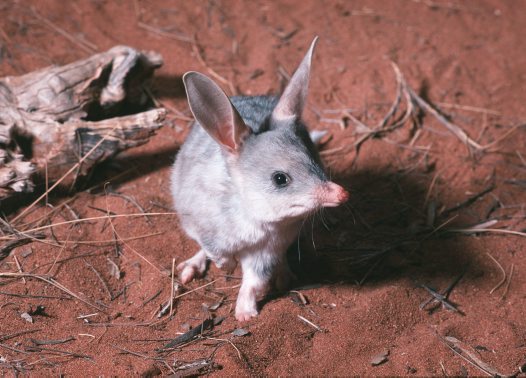 Bilby wielkouch - Wielkanoc w Australii