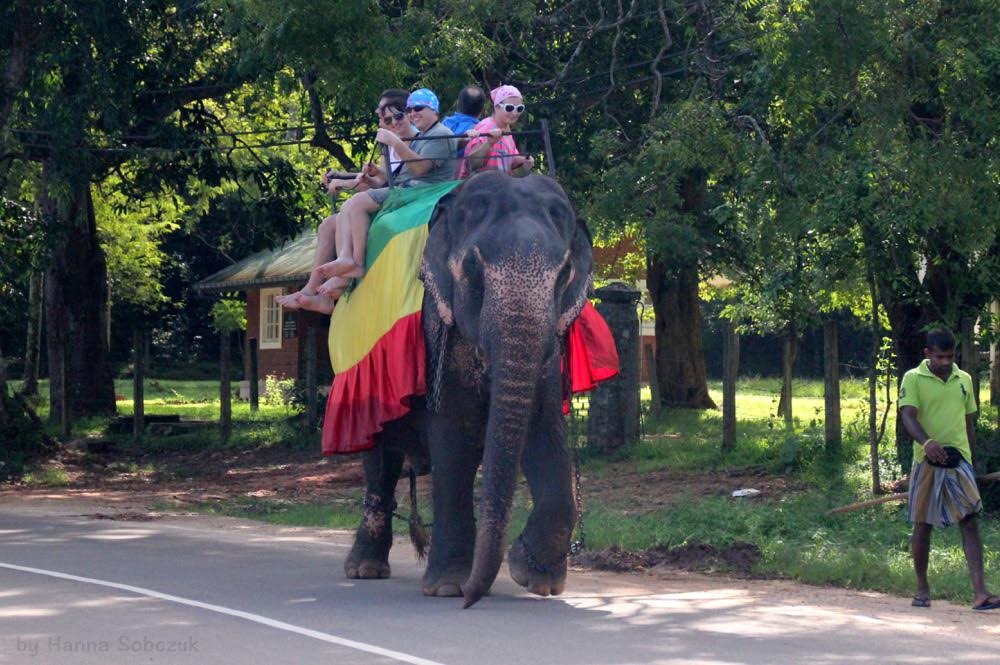 słonie, Sri Lanka, Azja