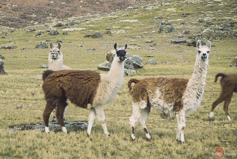 lamy, Ameryka Południowa, Peru