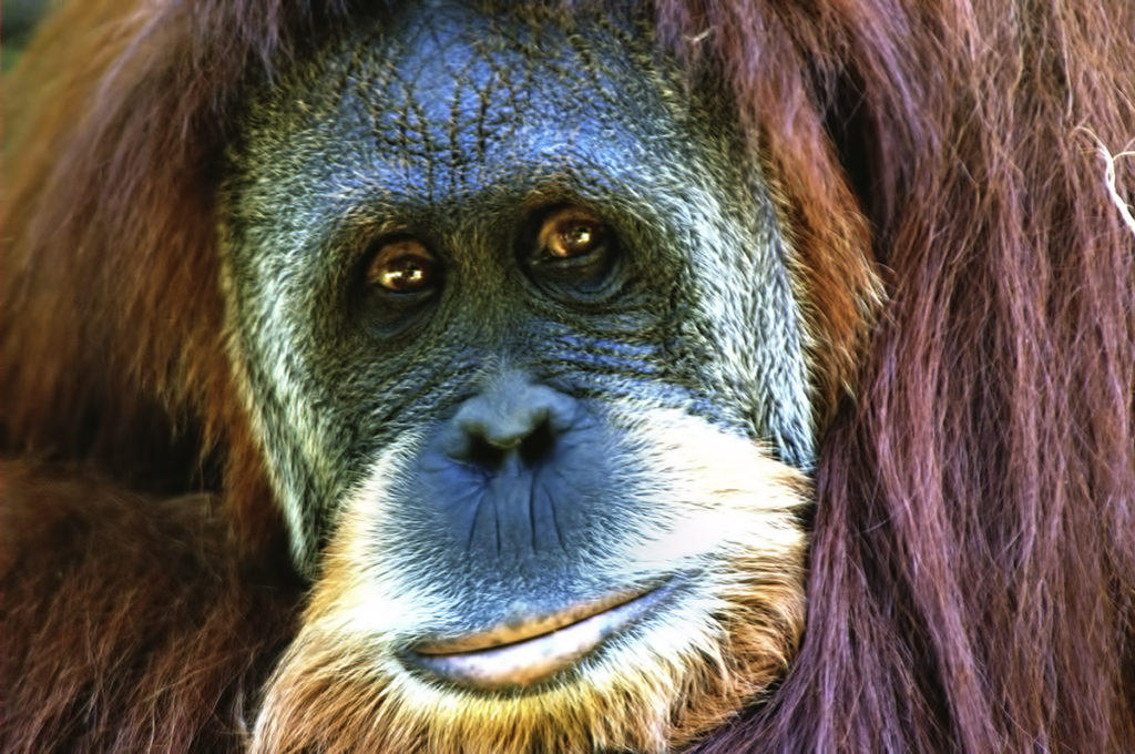 orangutan, Indonezja, wikimedia