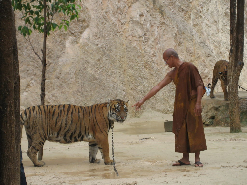 tygrysy Tajlandia