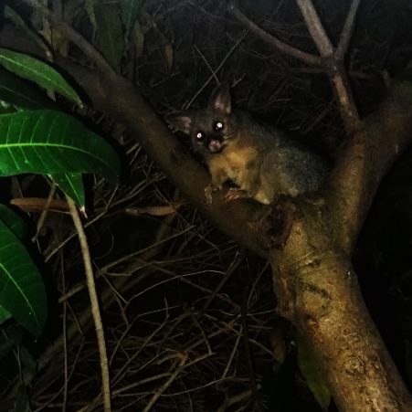 possum pałanka kitanka kuzu