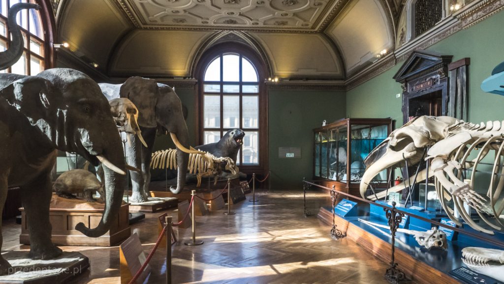 Muzeum Historii Naturalnej, Wiedeń, ssaki