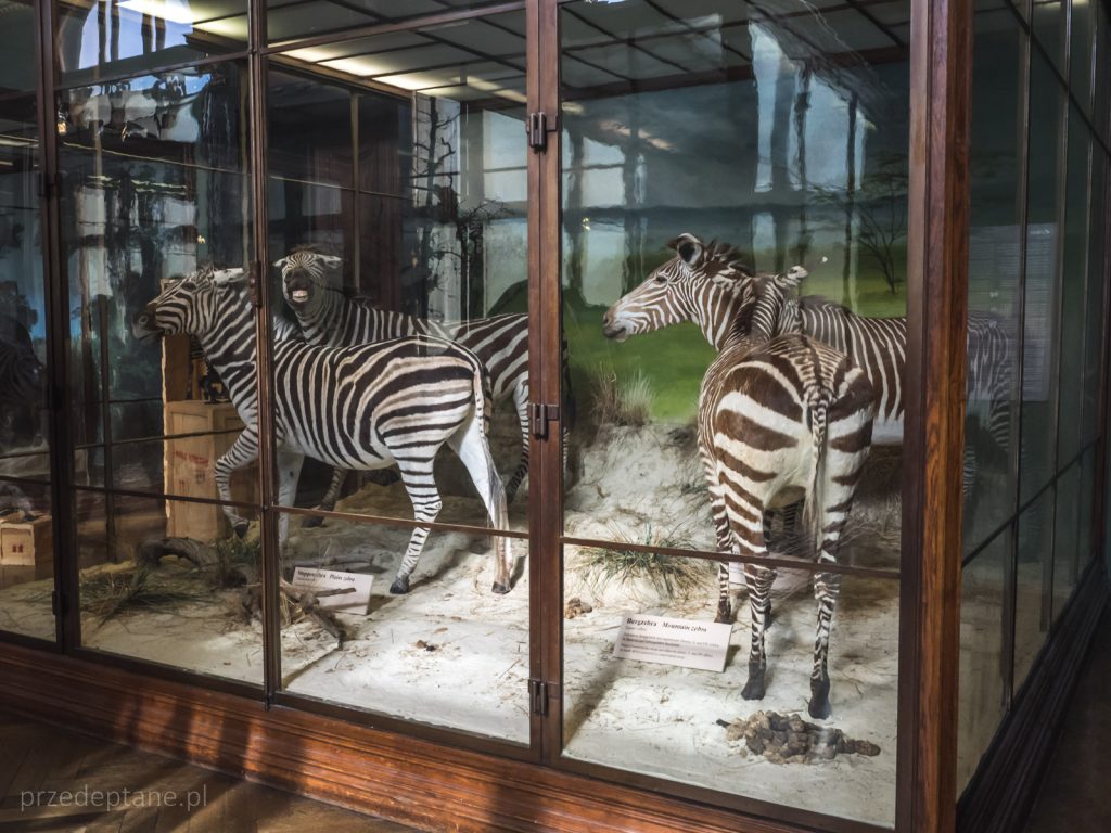 Muzeum Historii Naturalnej, Wiedeń, zebry