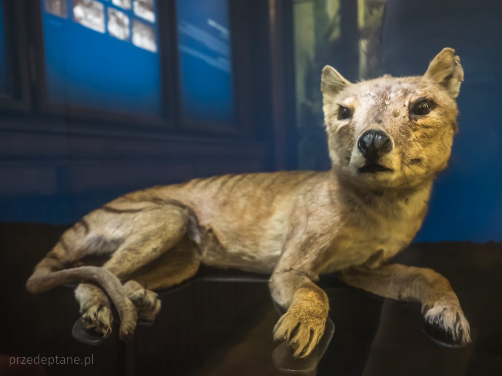 tygrys tasmański, wilkowór, Muzeum Historii Naturalnej, Wiedeń, Austria