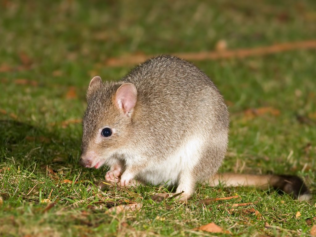 bettong kanguroszczurnik