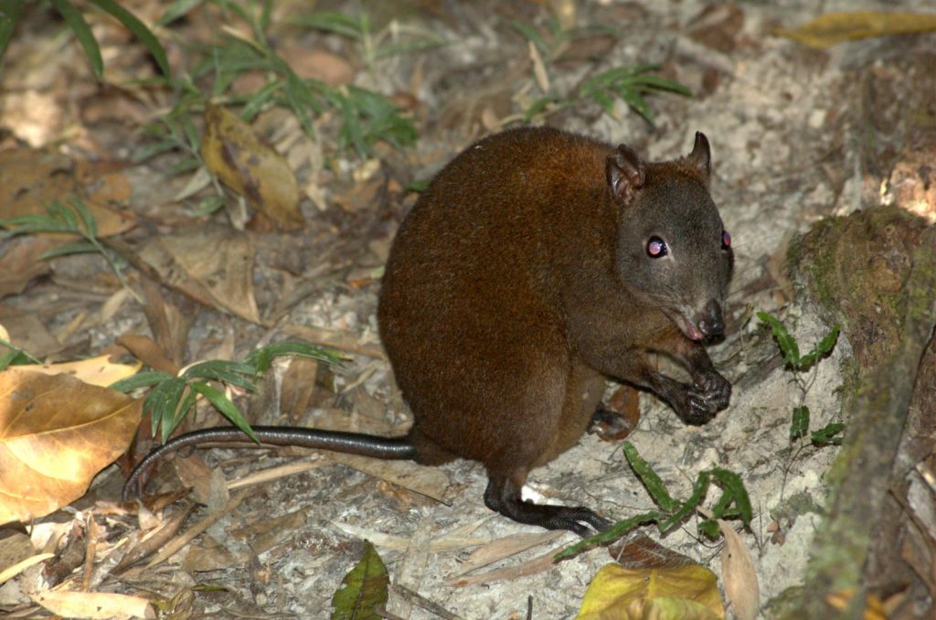 Torebnik pizmowy torbacz Queensland