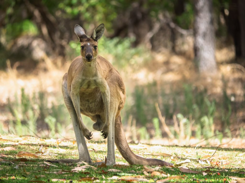 kangur, torbacz, Australia