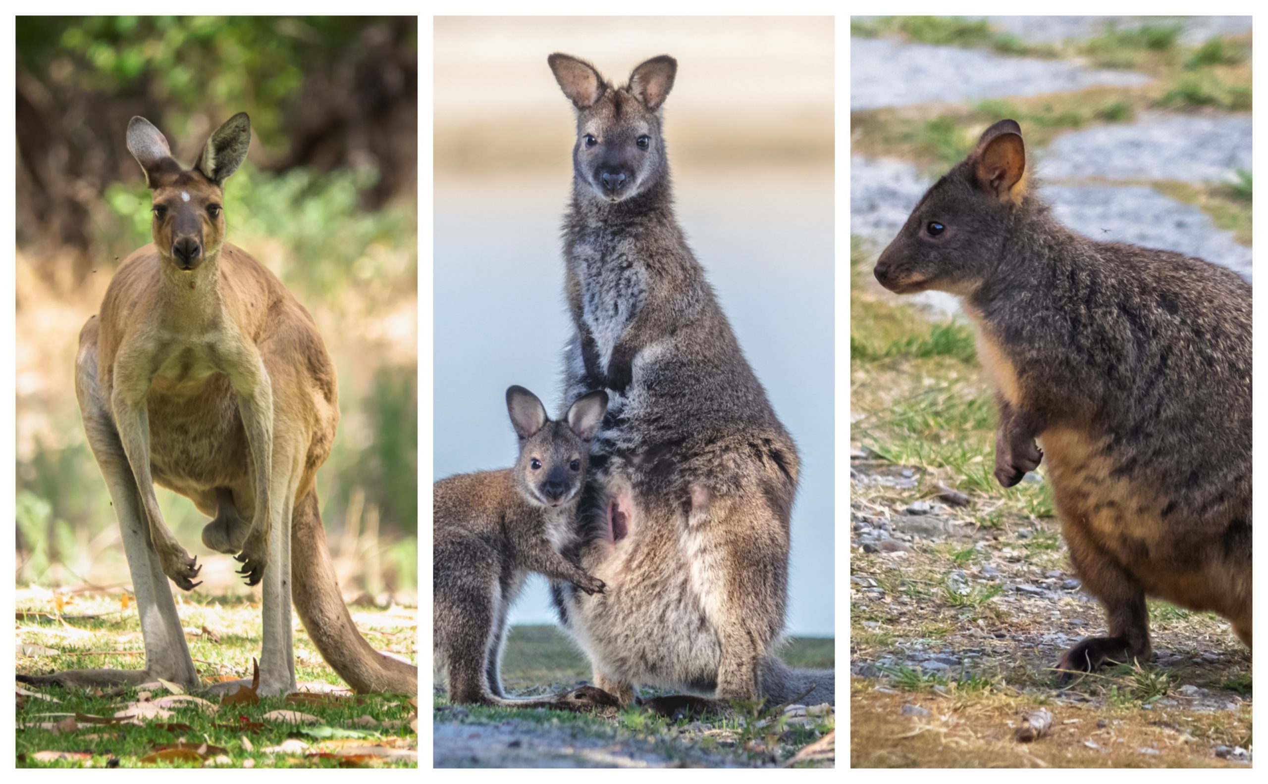 kangur walabia pademelon Tasmania torbacz Australia