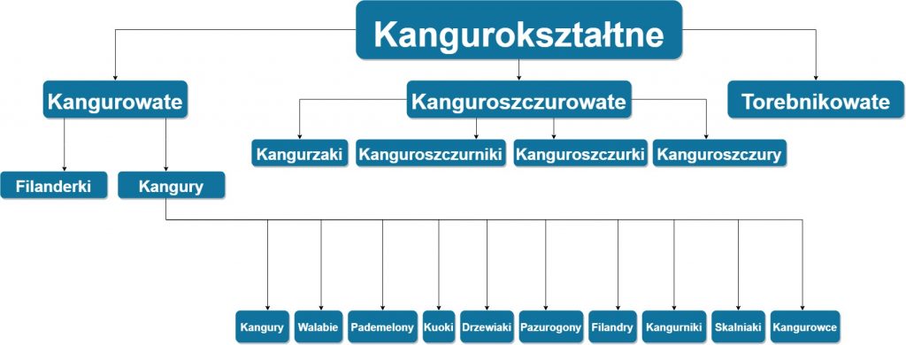 kangur, walabia, quokka, zwierzęta, torbacze