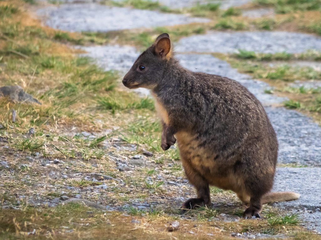 pademelon torbacz Tasmania Australia