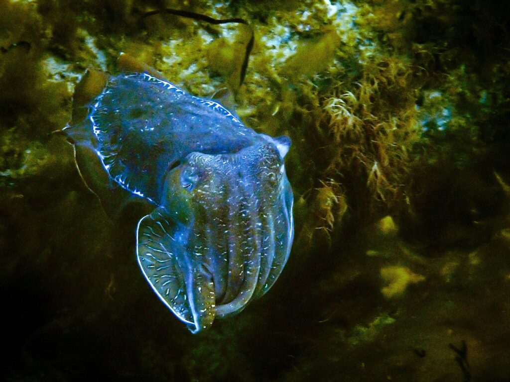 Mątwa olbrzymia, Whyalla, Australia Południowa