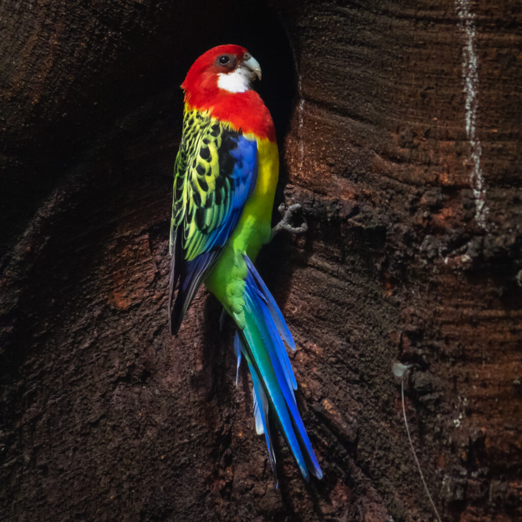 Rozella białolica, papugi, Australia