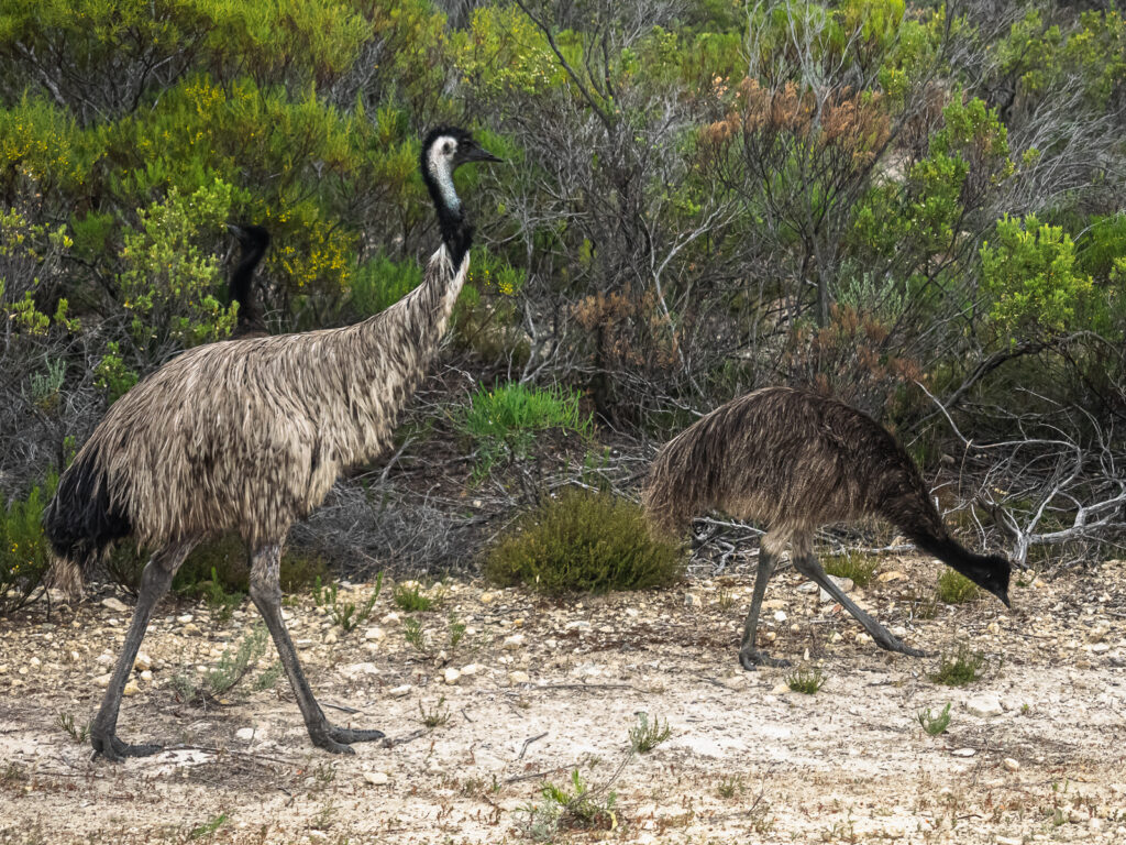 emu, Australia Południowa