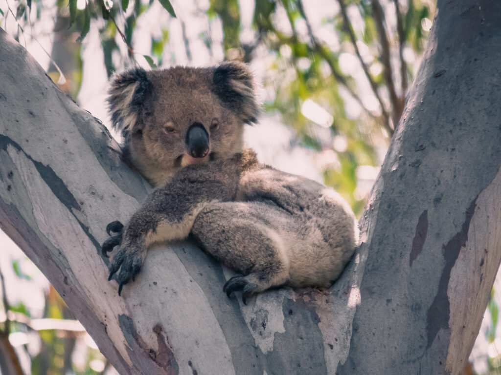 Koala, Morialta Conservation Park, Adelajda, Australia Południowa