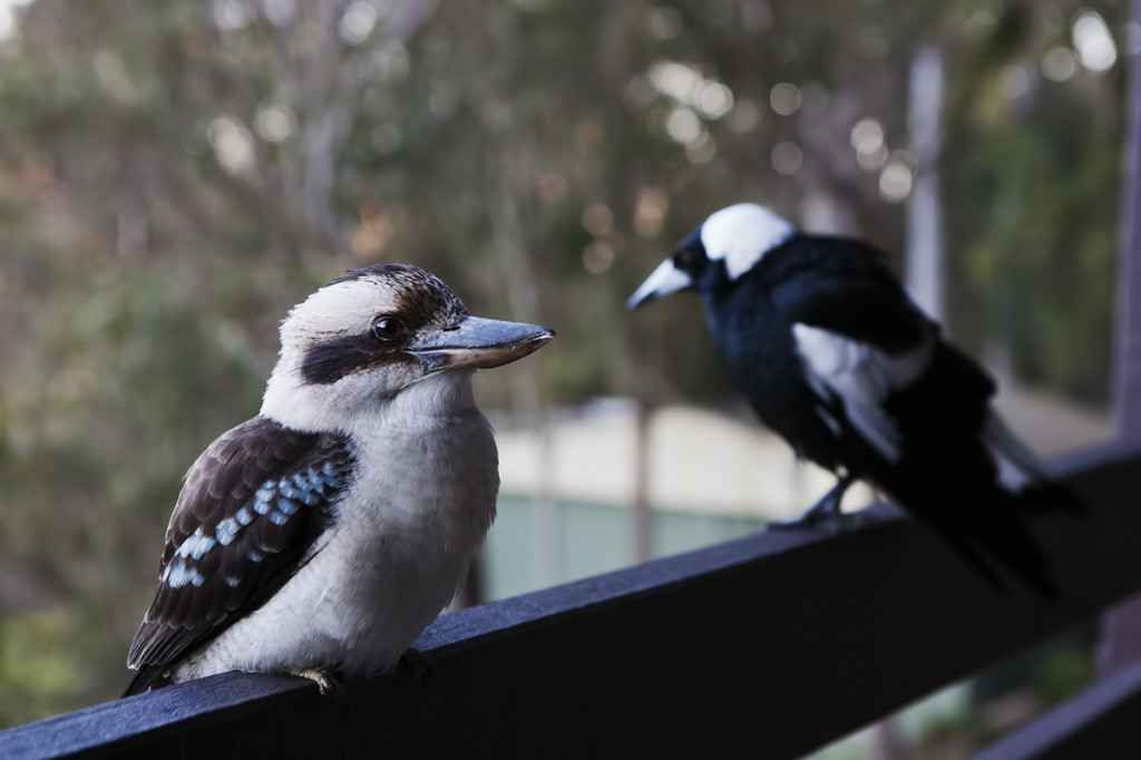 Kukabura chichotliwa - australijskie ptaki