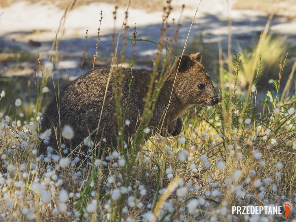 quokka, Australia