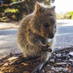 uśmiechnięta quokka