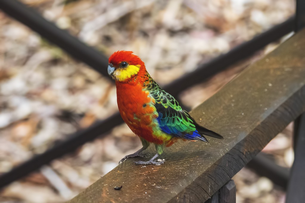 Rozella żółtolica - papugi - Australia