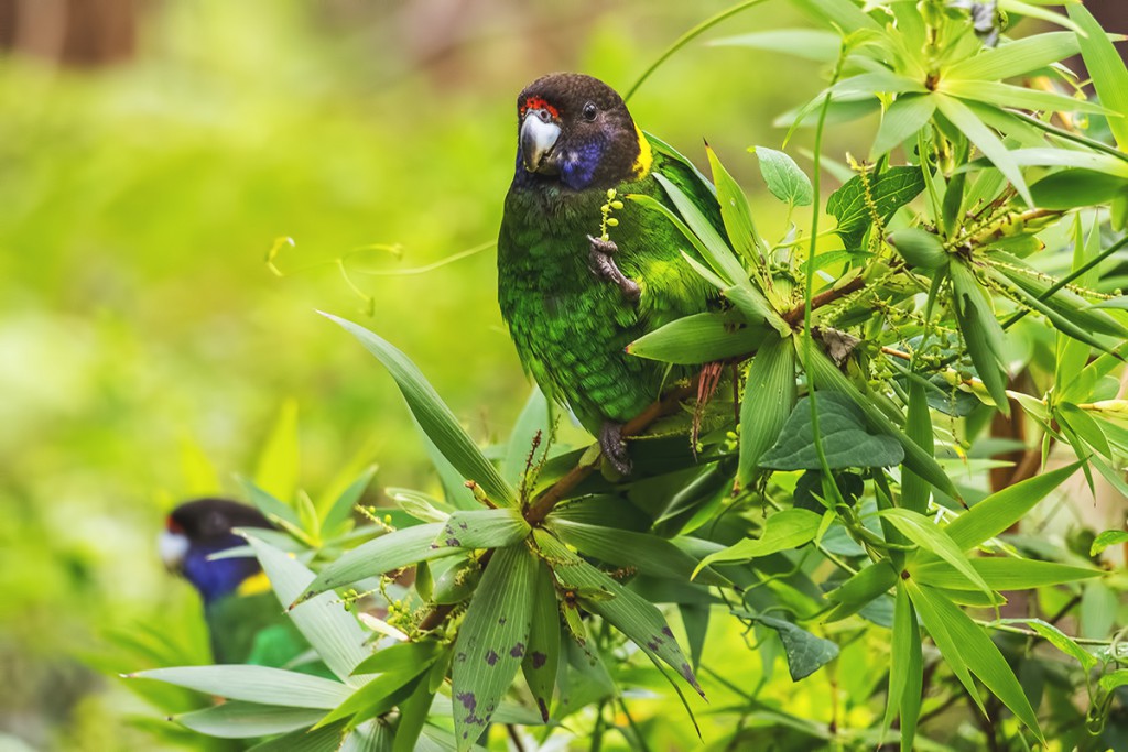 Barnard czarnogłowy http://en.wikipedia.org/wiki/Australian_ringneck