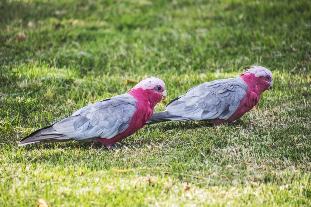 Galah różowe http://pl.wikipedia.org/wiki/Kakadu_r%C3%B3%C5%BCowa