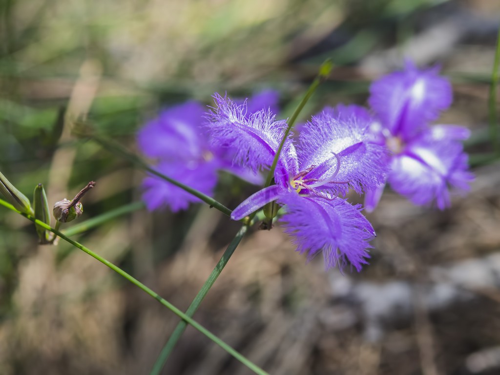 Thysanotus tuberosus, Manly, Fringe Lilly