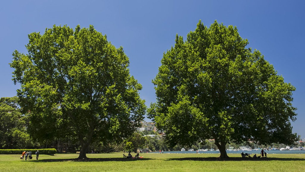 Manly Scenic Walkway, wycieczka, Sydney