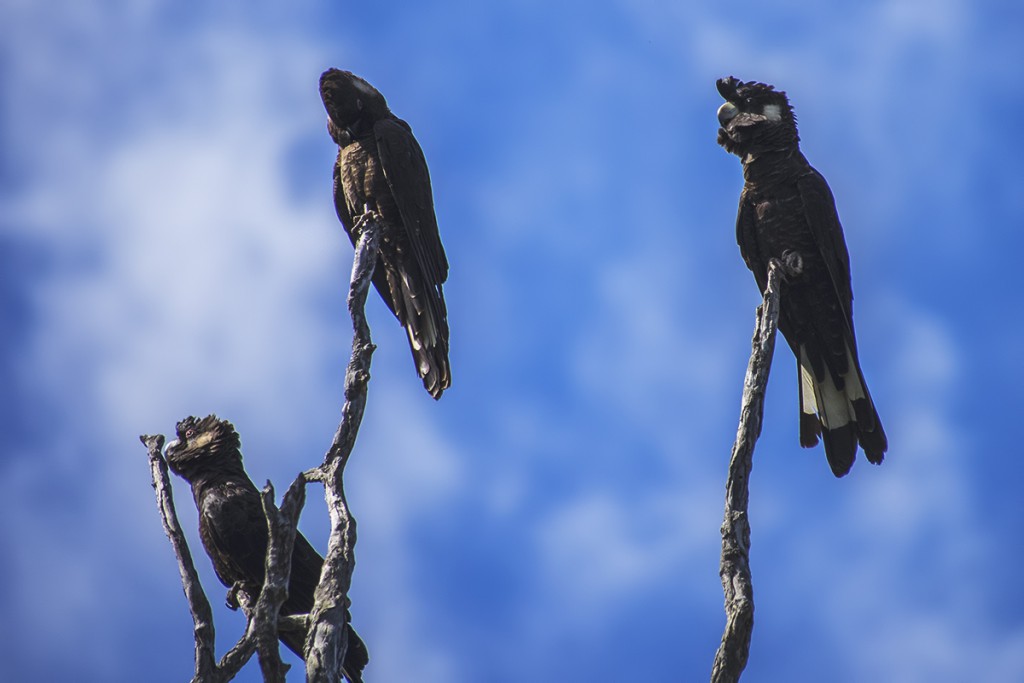 Żałobnica białopasterna http://en.wikipedia.org/wiki/Baudin%27s_black_cockatoo papugi, Australia